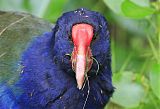 South Island Takahe